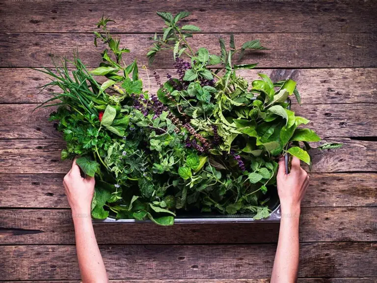 Fresh or Dried Herbs: Which Offers Better Flavor?