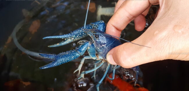 Yabby