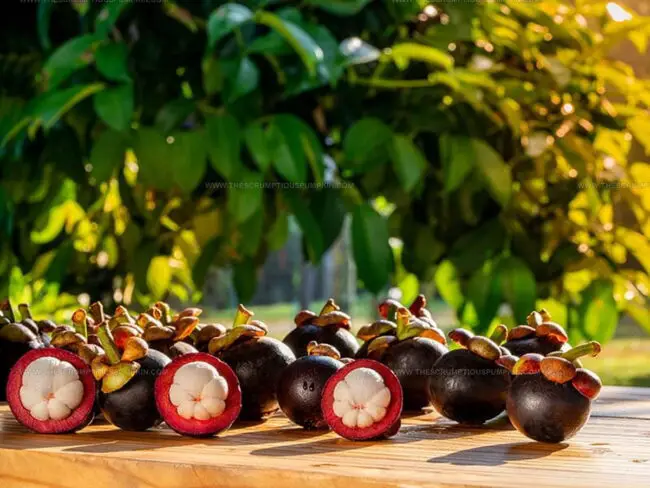 Where Mangosteen Originated