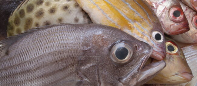 Dhufish