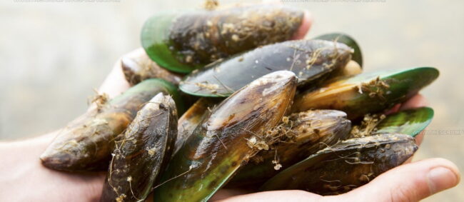 Green-Lipped Mussels