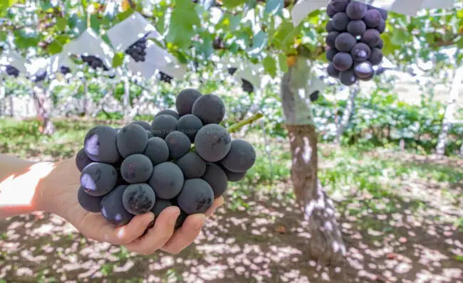 Kyoho Grape