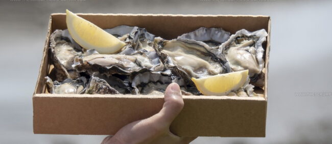 Bluff Oyster