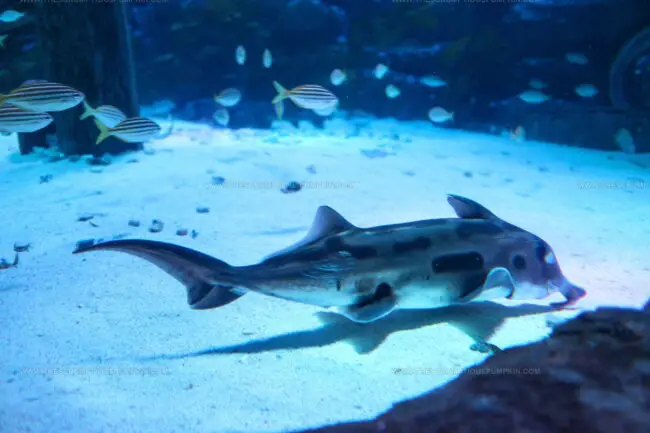 Elephant Shark
