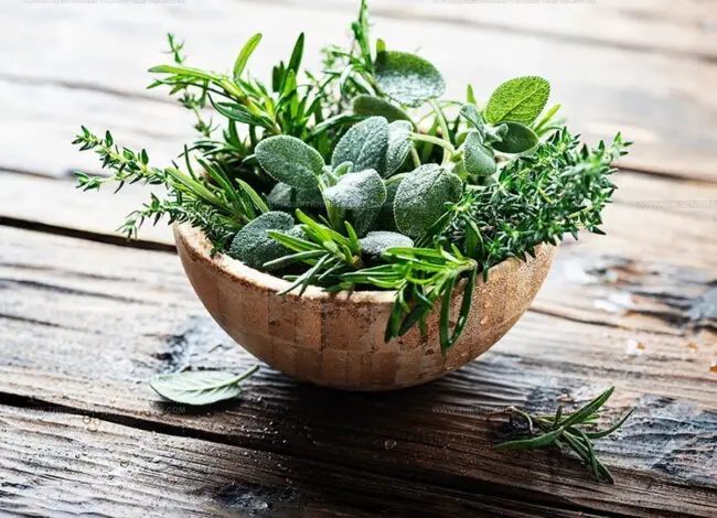 Unlocking the World of Fresh Herbs