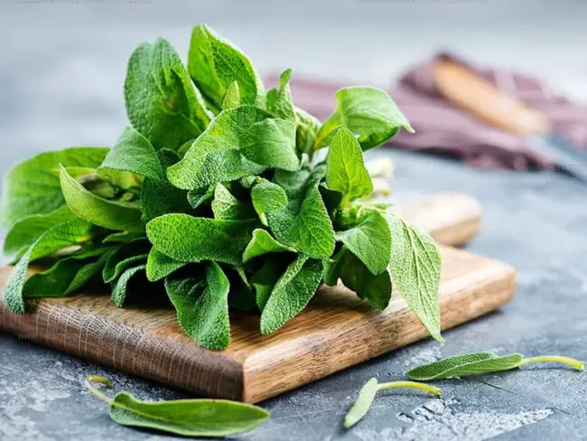 Sage: Culinary History, Varieties, and Common Dishes