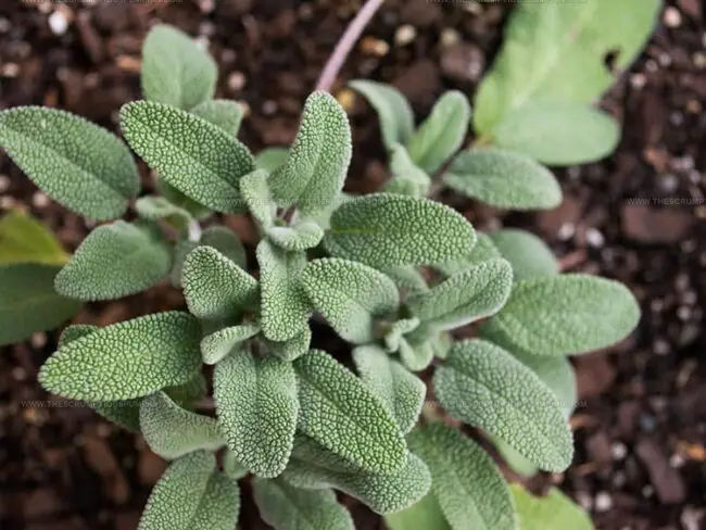 How to Adjust Recipe Measurements When Swapping Sage