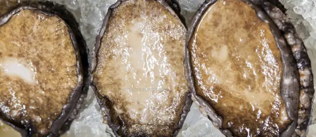 Tasmanian Wild Abalone