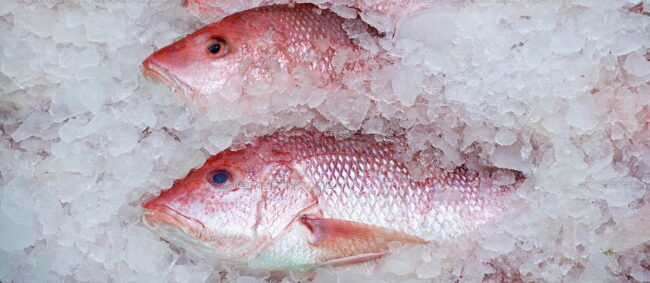 Poulet Fish