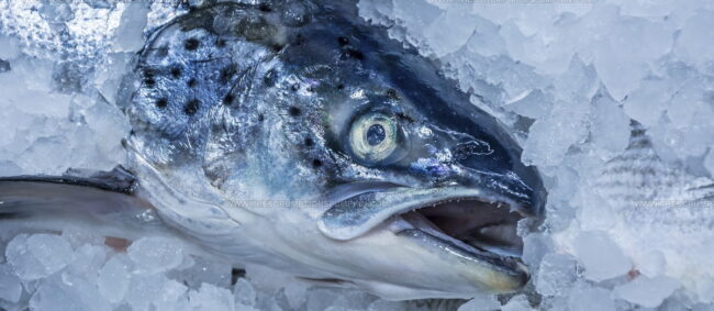 Tasmanian Atlantic Salmon