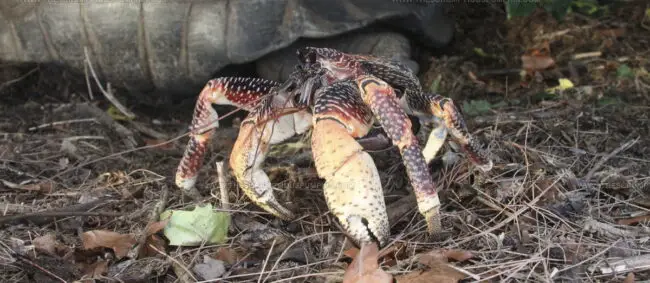 Coconut Crab