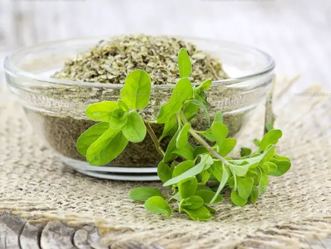 Marjoram in Mediterranean and Middle Eastern Cuisine