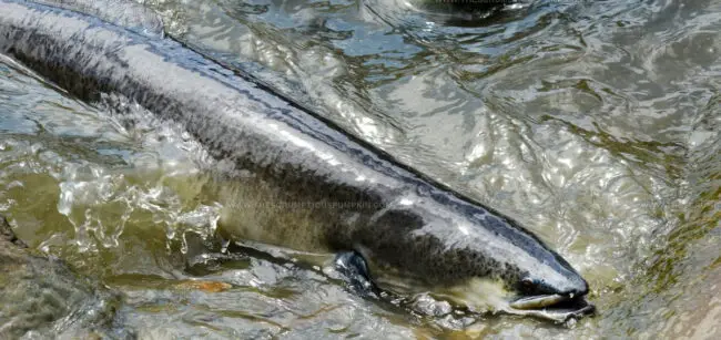 New Zealand Longfin Eel
