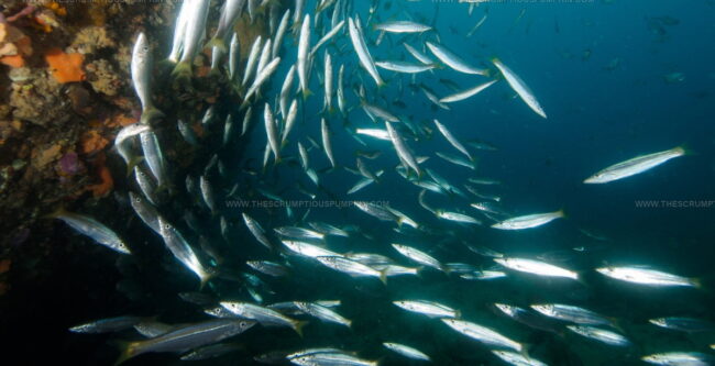 King George Whiting