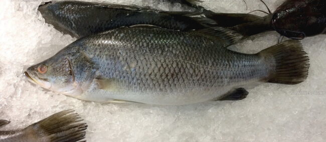 Barramundi