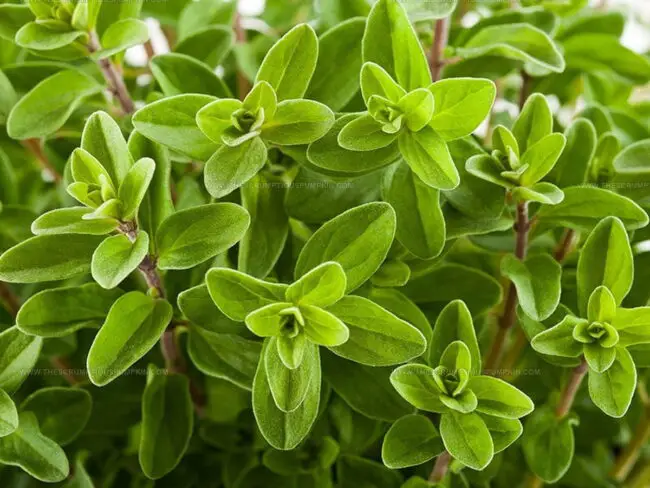 How Marjoram Tastes
