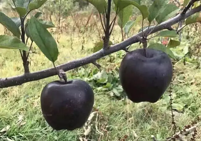 Black Diamond Apples (Gala Guo)